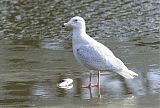 Glaucous Gullborder=